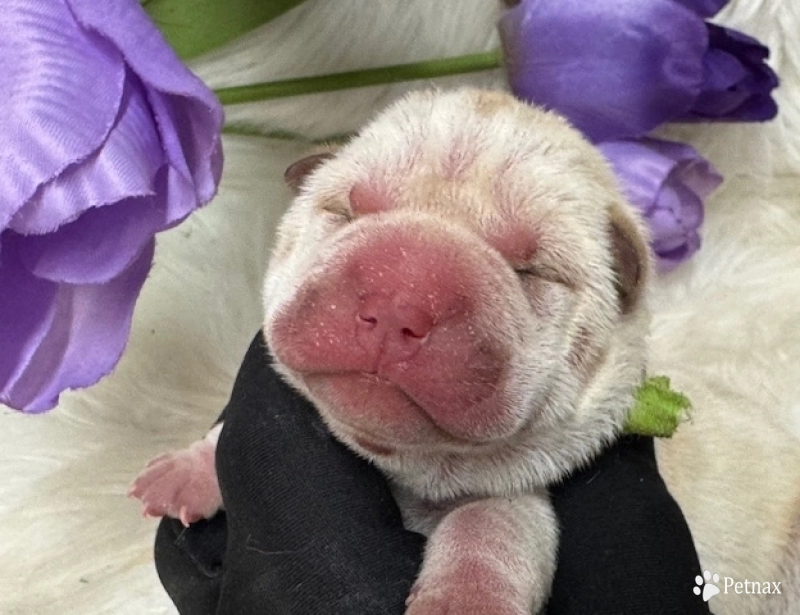 LIME RIBBON  Shar Pei