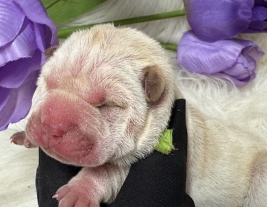 LIME RIBBON  Shar Pei