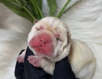 ORANGE RIBBON Shar Pei