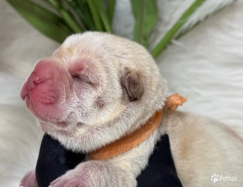 ORANGE RIBBON Shar Pei