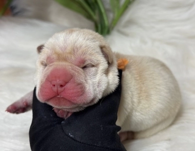 ORANGE RIBBON Shar Pei