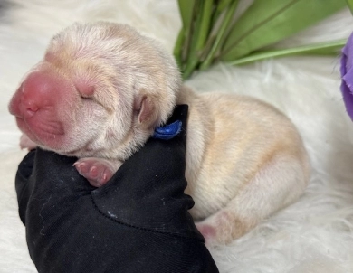 NAVY RIBBON Shar Pei