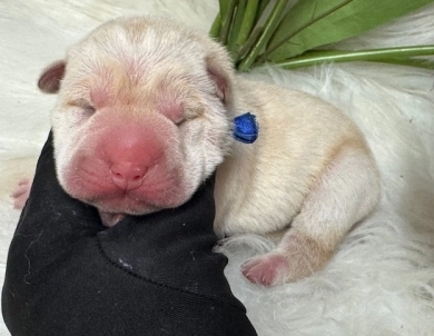 NAVY RIBBON Shar Pei