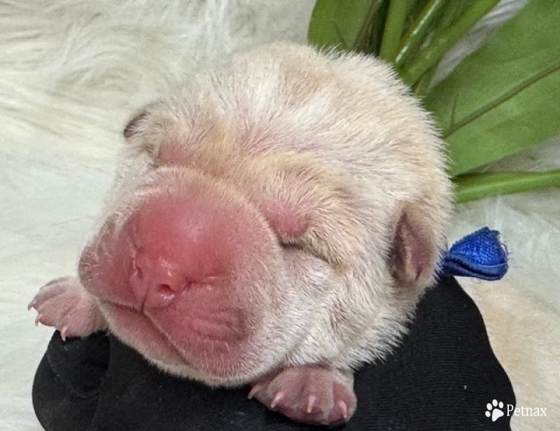 NAVY RIBBON Shar Pei