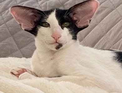 CANDI DASA CATTERY ORIENTAL SHORTHAIR