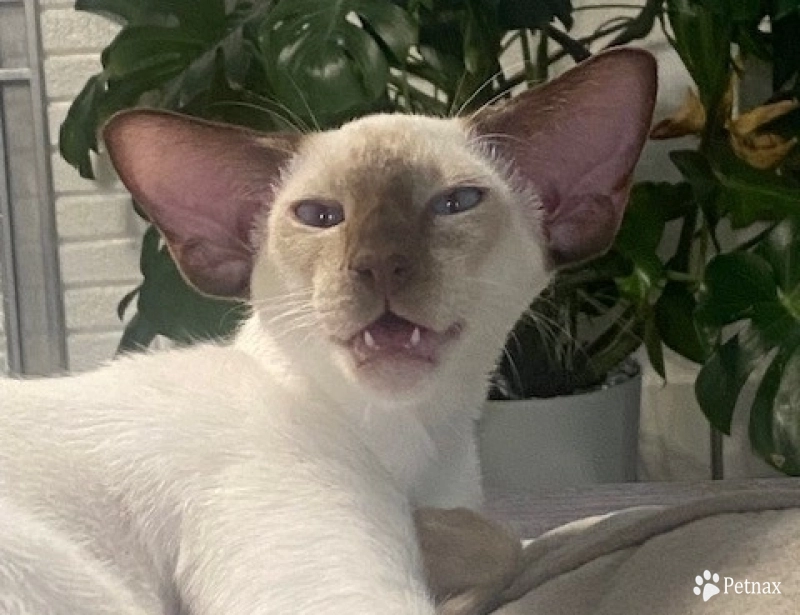 Totosha AnOri de Mur Oriental