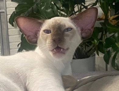 Totosha AnOri de Mur