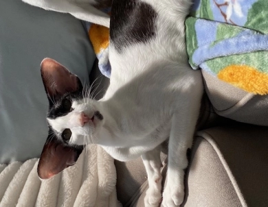 Hayabusa Eldoren of Candi Dasa Oriental