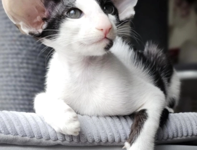 Hayabusa Eldoren of Candi Dasa Oriental