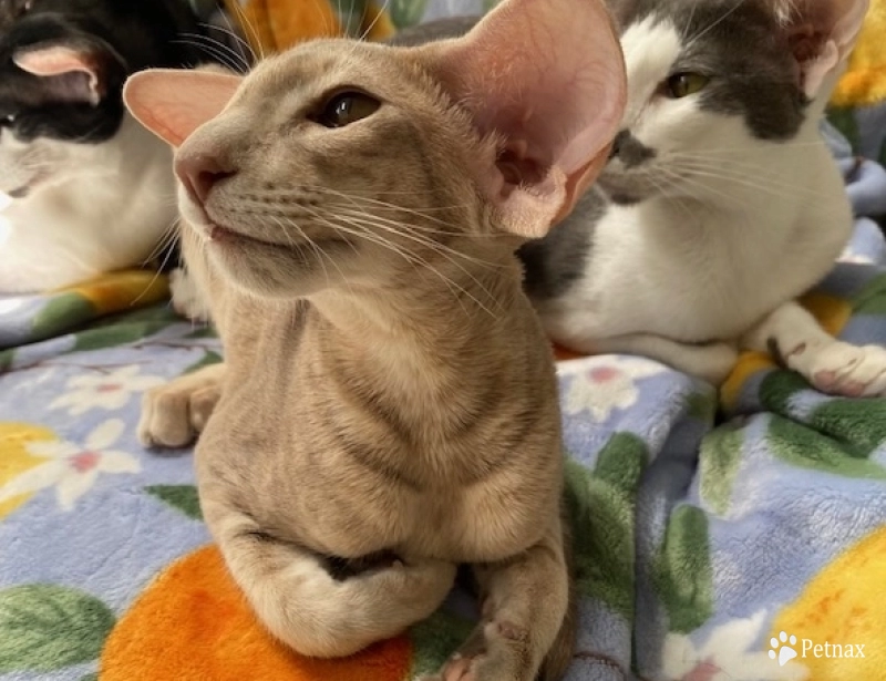 Shagio-Chen Stefania of Candi Dasa Oriental