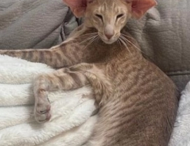 Shagio-Chen Stefania of Candi Dasa Oriental