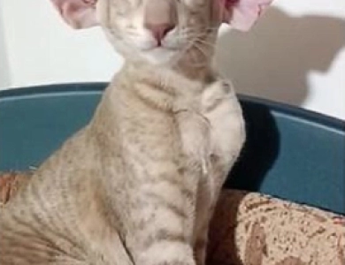 Shagio-Chen Stefania of Candi Dasa Oriental