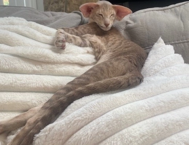 Shagio-Chen Stefania of Candi Dasa Oriental