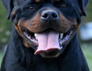 ! King Rottweilers