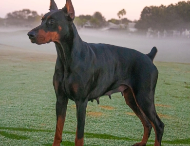 AKC Full Euro  Doberman Pinscher