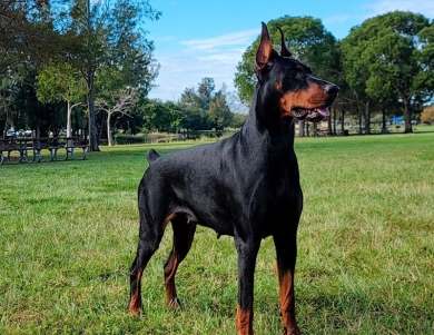 AKC Full Euro  Doberman Pinscher