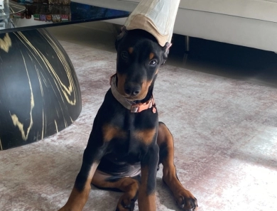 AKC Full Euro  Doberman Pinscher