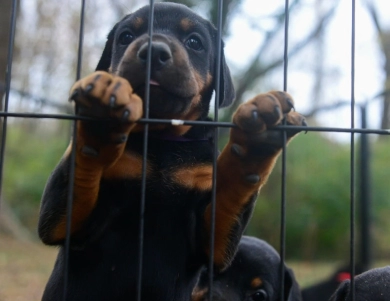 AKC Full Euro  Doberman Pinscher