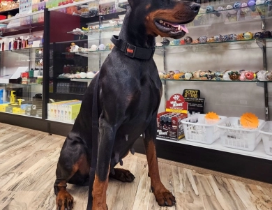 AKC Full Euro  Doberman Pinscher