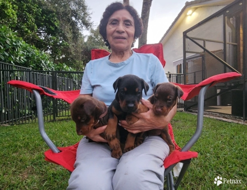 AKC Full Euro  Doberman Pinscher