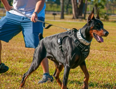 AKC Full Euro  Doberman Pinscher