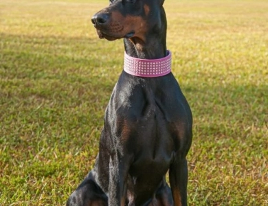 AKC Full Euro  Doberman Pinscher