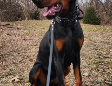 AKC Full Euro  Doberman Pinscher