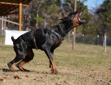 AKC Full Euro  Doberman Pinscher