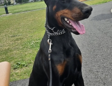 AKC Full Euro  Doberman Pinscher
