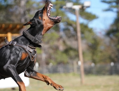 AKC Full Euro  Doberman Pinscher