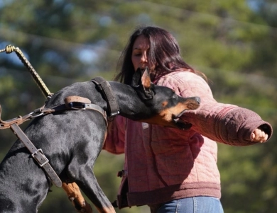 AKC Full Euro  Doberman Pinscher