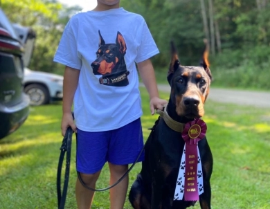 AKC Full Euro  Doberman Pinscher