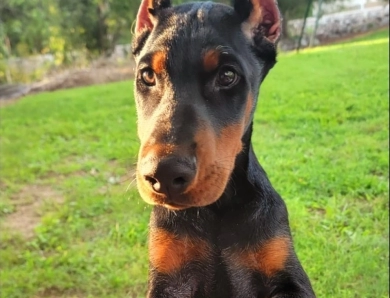 AKC Full Euro  Doberman Pinscher