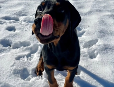 AKC Full Euro  Doberman Pinscher