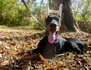 AKC Full Euro  Doberman Pinscher