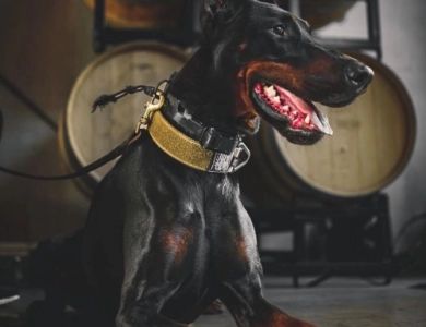 AKC Full Euro  Doberman Pinscher