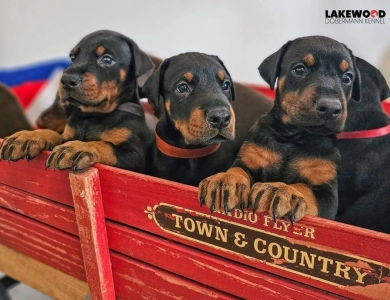 AKC Full Euro  Doberman Pinscher