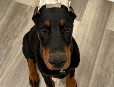 AKC Full Euro  Doberman Pinscher