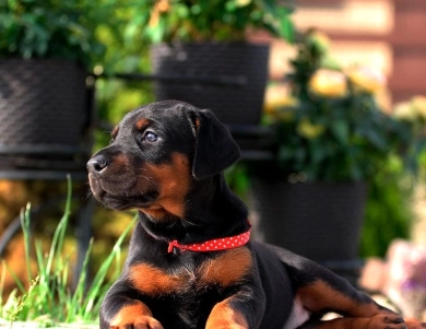 AKC Full Euro  Doberman Pinscher