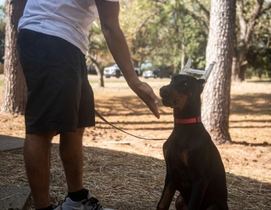 AKC Full Euro  Doberman Pinscher