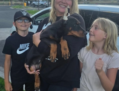 AKC Full Euro  Doberman Pinscher