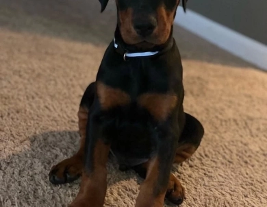 AKC Full Euro  Doberman Pinscher