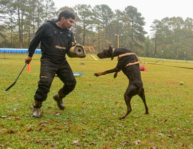 AKC Full Euro  Doberman Pinscher
