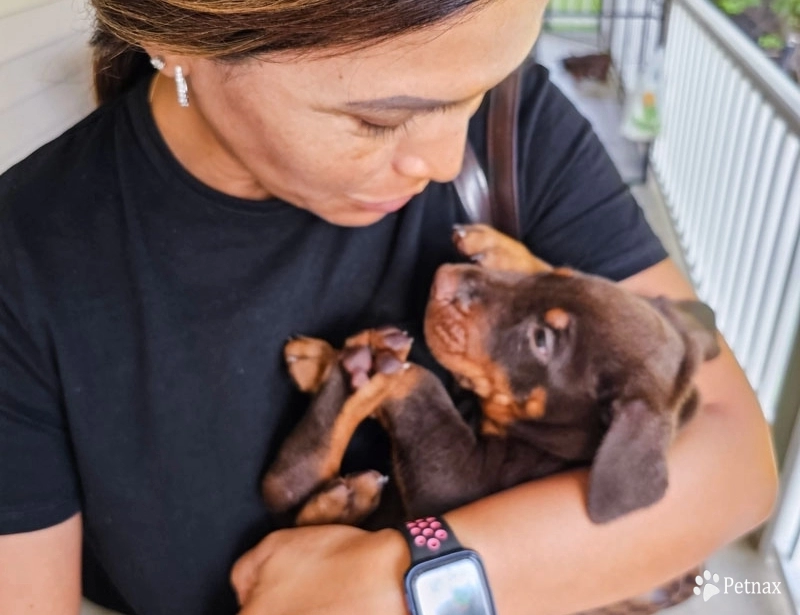 AKC Full Euro  Doberman Pinscher