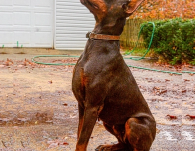 AKC Full Euro  Doberman Pinscher