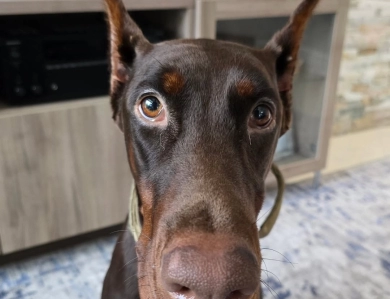 AKC Full Euro  Doberman Pinscher