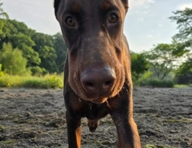 AKC Full Euro  Doberman Pinscher