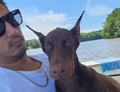 AKC Full Euro  Doberman Pinscher