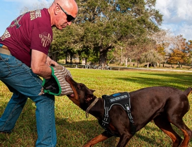AKC Full Euro  Doberman Pinscher