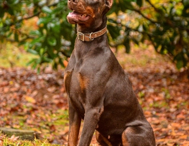 AKC Full Euro  Doberman Pinscher